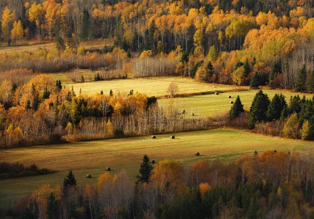 Фотограф NestR