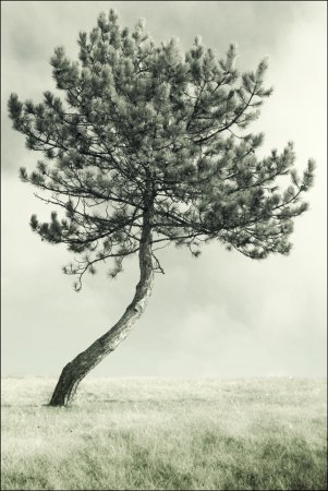 Фотограф NestR