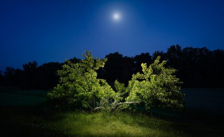 Фотограф Harold Ross. Ночь