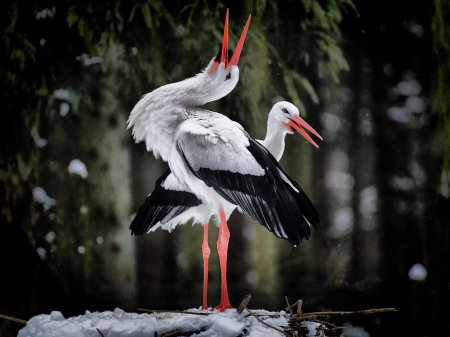 Фотограф Dirk Juergensen