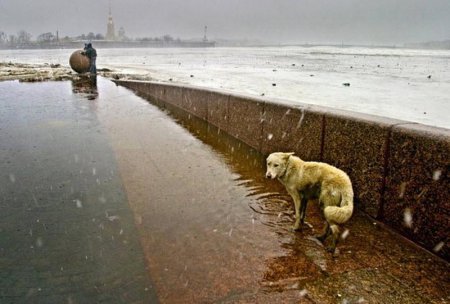 Петербург глазами фотографа Александра Петросяна