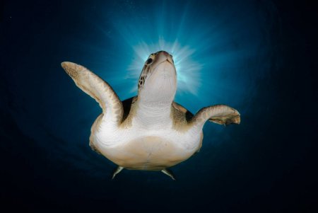 Nature's Best Photography: 2010 Ocean Views