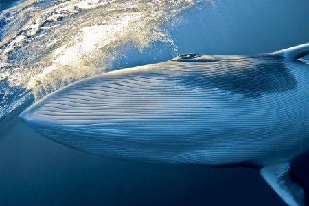 Nature's Best Photography: 2010 Ocean Views