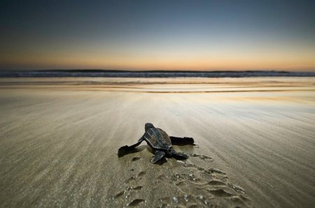 Nature's Best Photography: 2010 Ocean Views