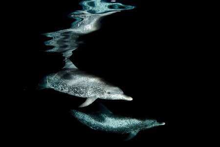 Nature's Best Photography: 2010 Ocean Views