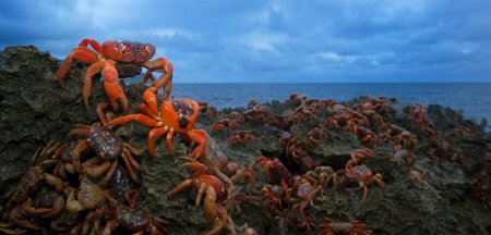 Nature's Best Photography: 2010 Ocean Views
