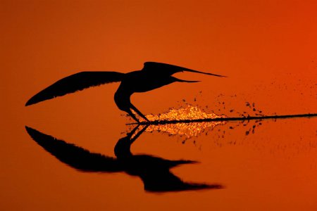 Nature's Best Photography: 2010 Ocean Views