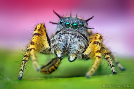 Фотограф Thomas Shahan