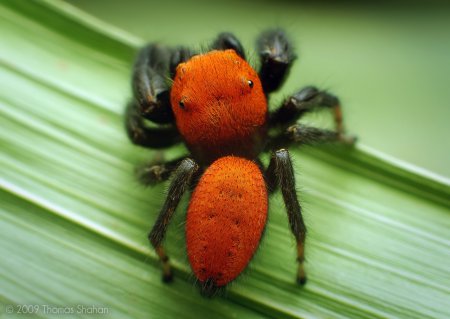 Фотограф Thomas Shahan