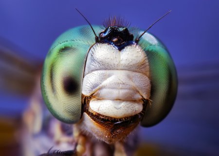 Фотограф Thomas Shahan