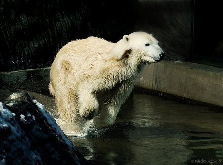 Animals World
