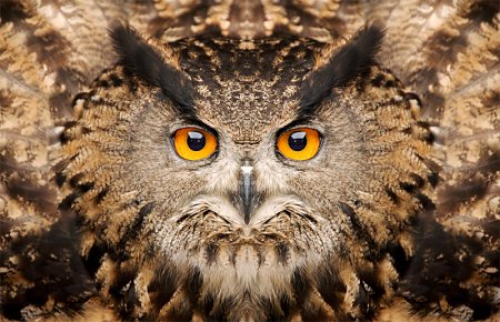Animals World