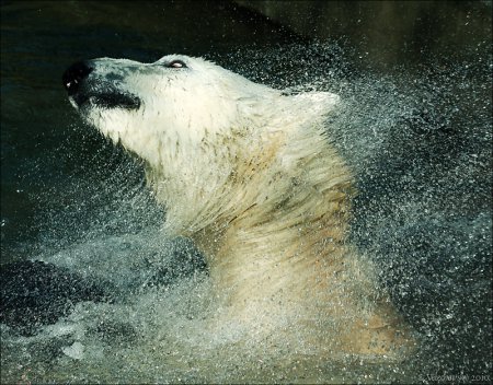 Animals World