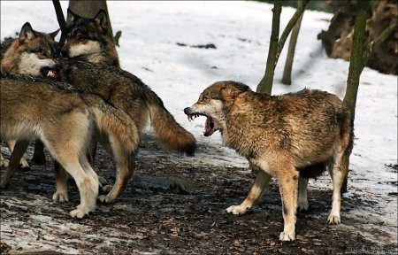 Animals World