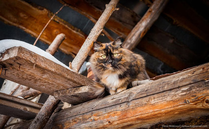 В гостях у самой известной в мире таежной отшельницы В гостях у самой известной в мире таежной отшельницы
