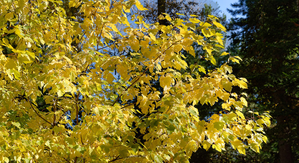 Осень на берегу реки Томь Осень на берегу реки Томь