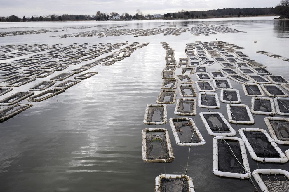 Как выращивают устрицы на фермах Чесапикского залива Как выращивают устрицы на фермах Чесапикского залива