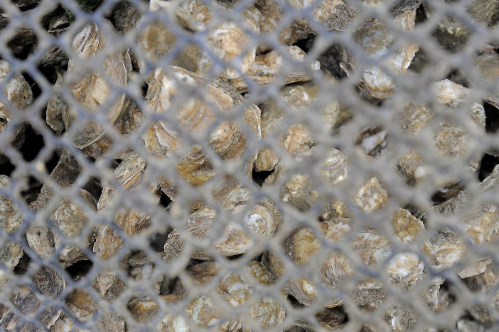 Как выращивают устрицы на фермах Чесапикского залива Как выращивают устрицы на фермах Чесапикского залива