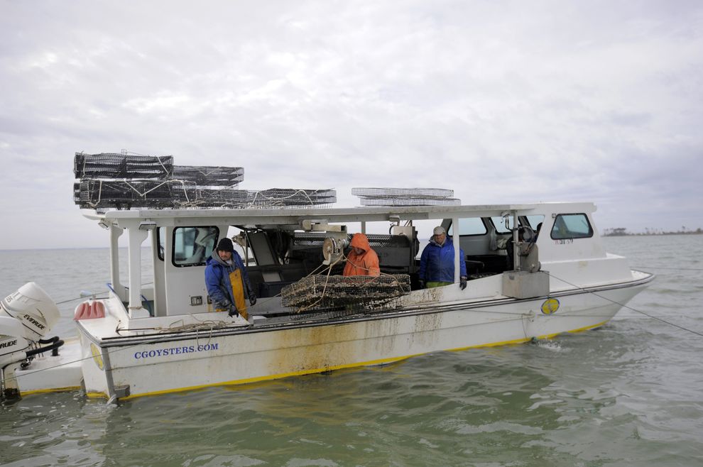 Как выращивают устрицы на фермах Чесапикского залива Как выращивают устрицы на фермах Чесапикского залива