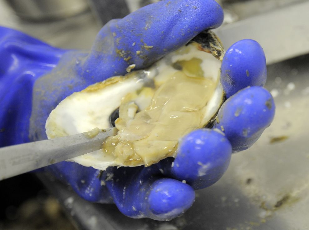 Как выращивают устрицы на фермах Чесапикского залива Как выращивают устрицы на фермах Чесапикского залива