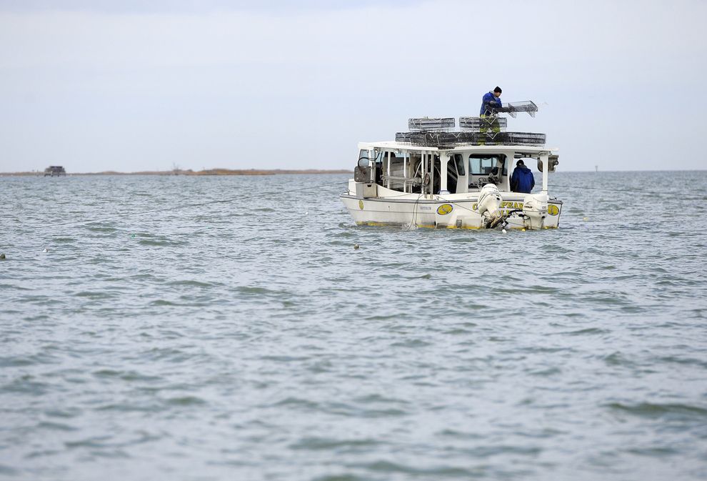 Как выращивают устрицы на фермах Чесапикского залива Как выращивают устрицы на фермах Чесапикского залива