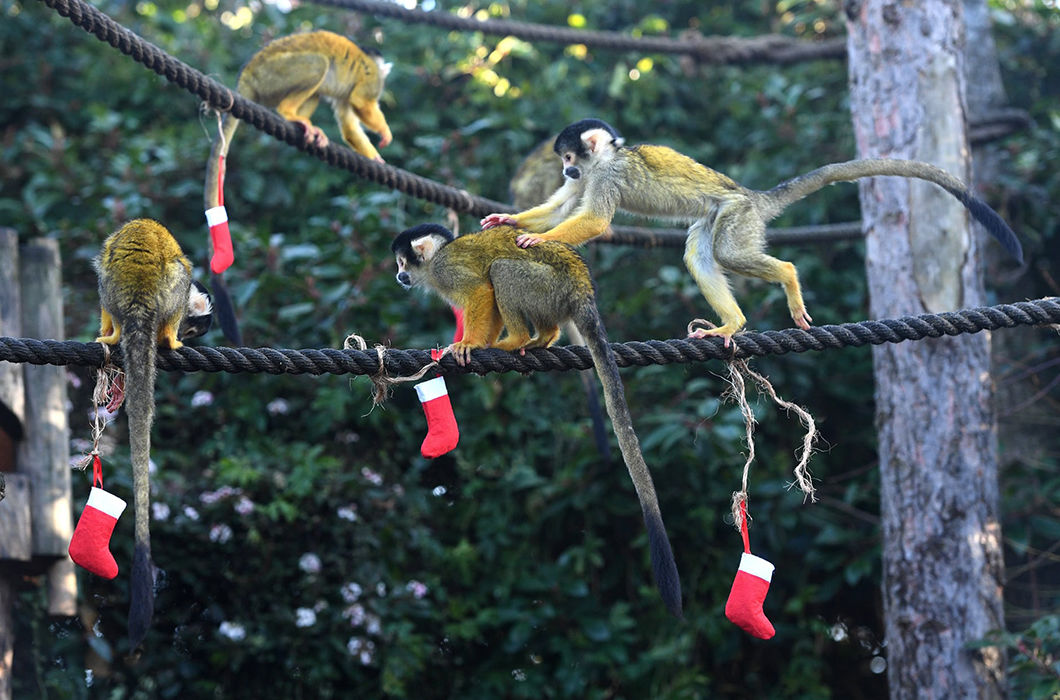 Новогодние подарки для братьев наших меньших