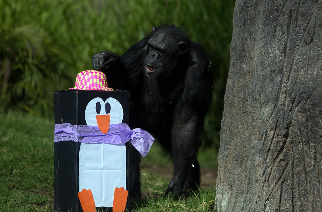 Новогодние подарки для братьев наших меньших