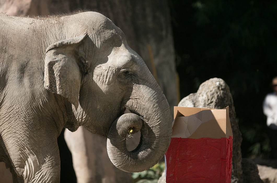 Новогодние подарки для братьев наших меньших