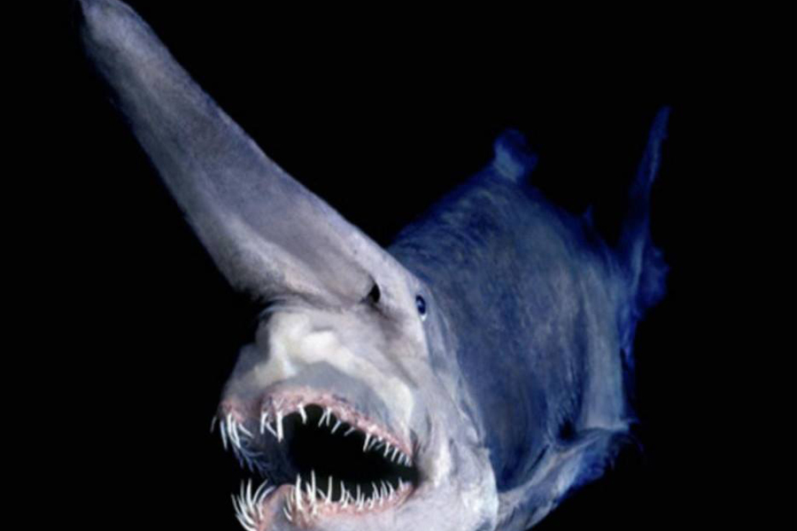 Тайна Марианской впадины