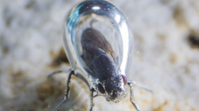 Мухи-аквалангисты из США Мухи-аквалангисты из США