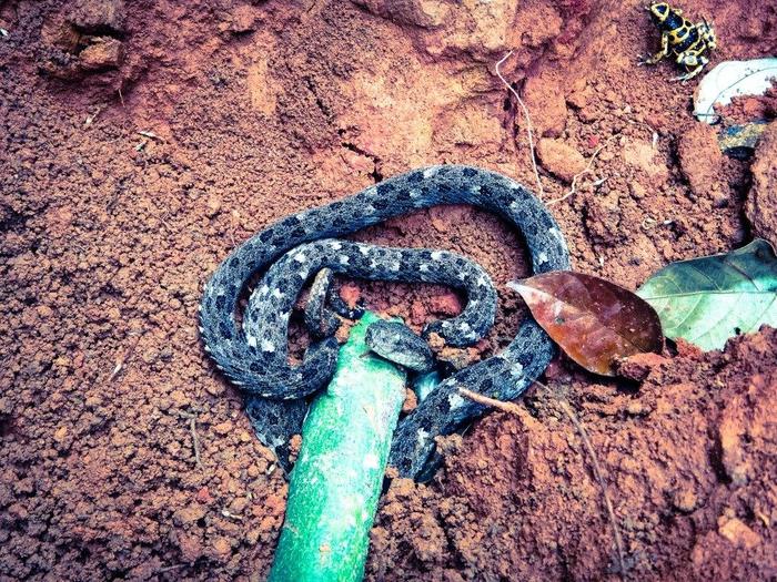 Российский геолог рассказал, как искал золото в джунглях Российский геолог рассказал, как искал золото в джунглях