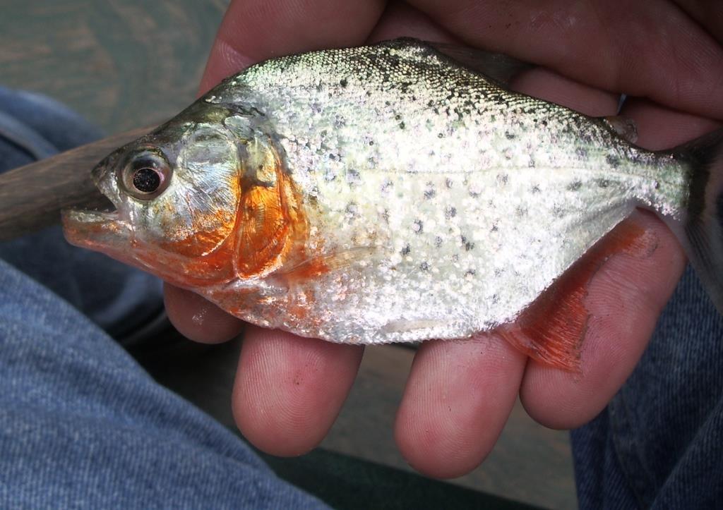 Российский геолог рассказал, как искал золото в джунглях Российский геолог рассказал, как искал золото в джунглях