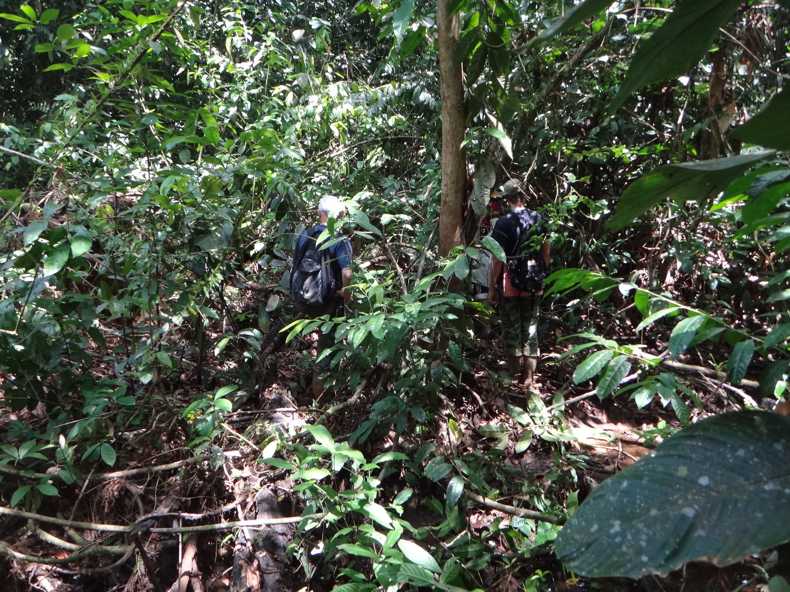 Российский геолог рассказал, как искал золото в джунглях Российский геолог рассказал, как искал золото в джунглях