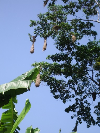 Российский геолог рассказал, как искал золото в джунглях Российский геолог рассказал, как искал золото в джунглях