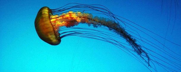 Животные, которые убивают людей (19 фото) Животные, которые убивают людей (19 фото)