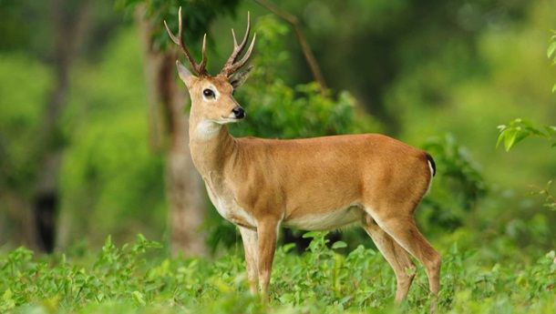 Животные, которые убивают людей (19 фото) Животные, которые убивают людей (19 фото)