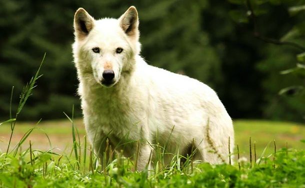 Животные, которые убивают людей (19 фото) Животные, которые убивают людей (19 фото)