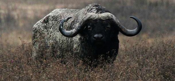 Животные, которые убивают людей (19 фото) Животные, которые убивают людей (19 фото)