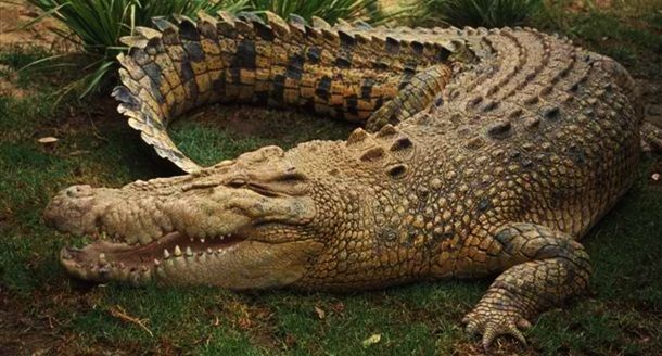 Животные, которые убивают людей (19 фото) Животные, которые убивают людей (19 фото)