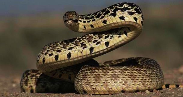 Животные, которые убивают людей (19 фото) Животные, которые убивают людей (19 фото)