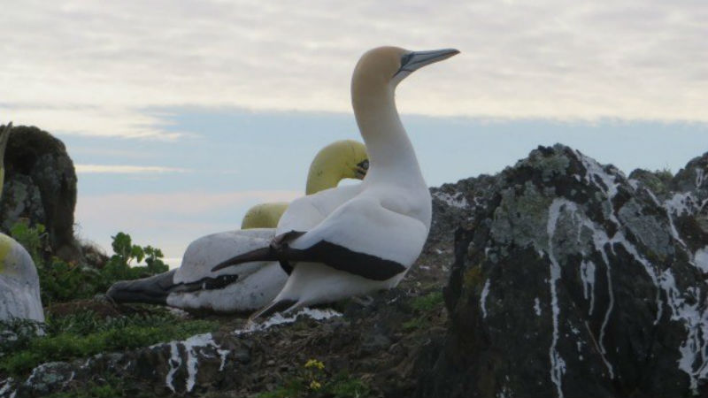 В Новой Зеландии умерла самая одинокая в мире птица – олуша Найджел В Новой Зеландии умерла самая одинокая в мире птица – олуша Найджел