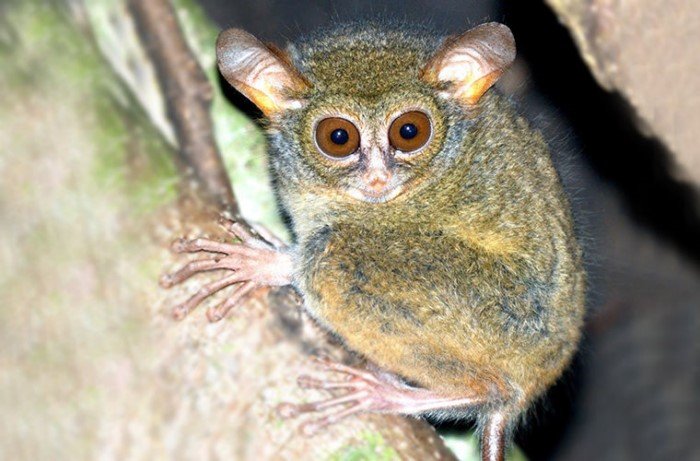 Виды, пополнившие фауну в 2017 году