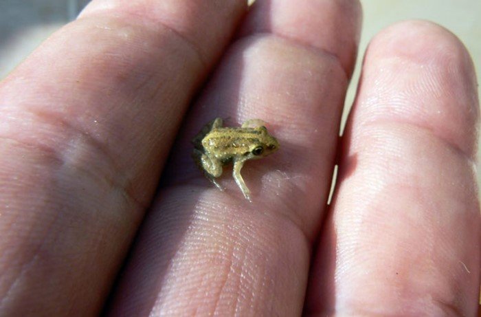 Виды, пополнившие фауну в 2017 году