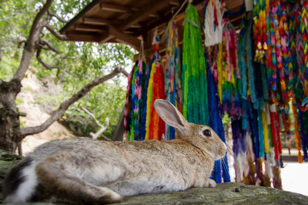 Тайны Острова кроликов в Японии Тайны Острова кроликов в Японии