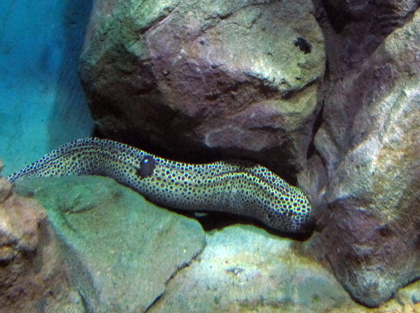 Несколько странных особенностей животных, в которые раньше верили люди. Часть 2 Несколько странных особенностей животных, в которые раньше верили люди. Часть 2