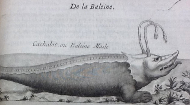 Несколько странных особенностей животных, в которые раньше верили люди. Часть 2 Несколько странных особенностей животных, в которые раньше верили люди. Часть 2