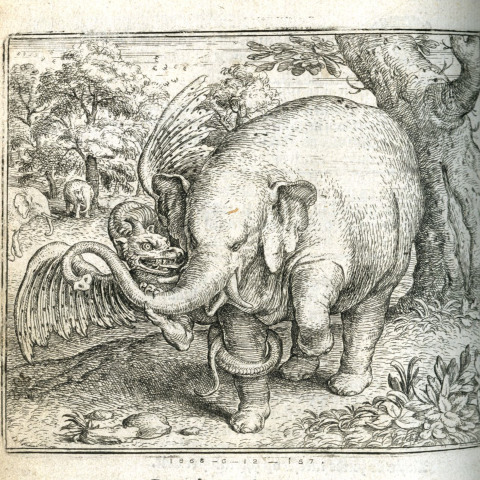 Несколько странных особенностей животных, в которые раньше верили люди. Часть 1 Несколько странных особенностей животных, в которые раньше верили люди. Часть 1