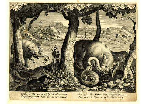 Несколько странных особенностей животных, в которые раньше верили люди. Часть 1 Несколько странных особенностей животных, в которые раньше верили люди. Часть 1