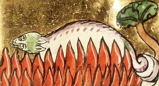 Несколько странных особенностей животных, в которые раньше верили люди. Часть 1 Несколько странных особенностей животных, в которые раньше верили люди. Часть 1