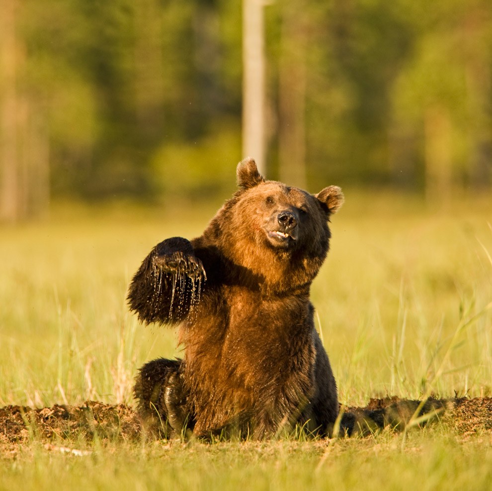 Бурые медведи из финских лесов Бурые медведи из финских лесов
